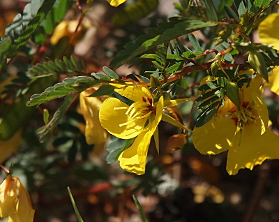 [Each of the five petals of this yellow flower are significantly larger than the thin oval-shaped green leaves of the plant. There are muliple blooms and many, many leaves. The center of each bloom has some red at the base and has at least a half-dozen long yellow stamen. The stamen appear to be about half the length of the petal.]